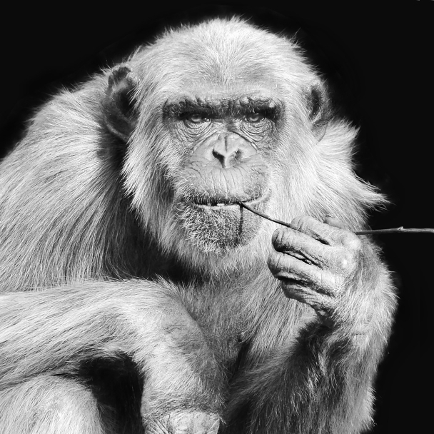 chimpansee wouter (pan troglodytes) 11-2022 5381